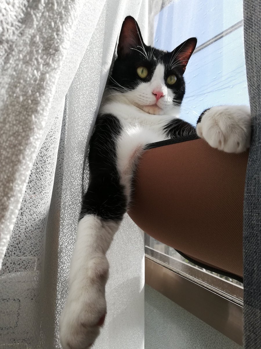 CHIIkun_cat's tweet photo. リラックス https://t.co/rFwZtZvsc6