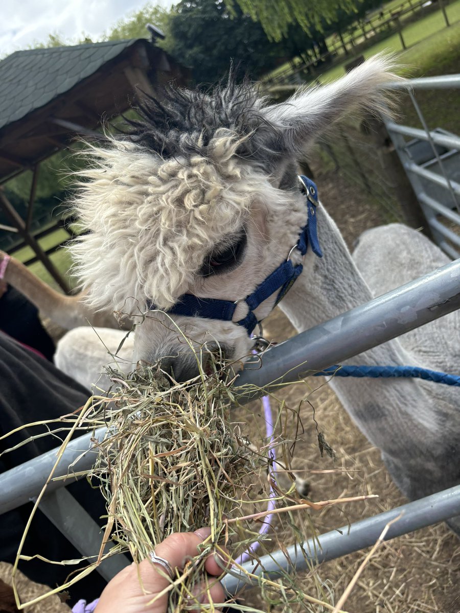 MissBray_DHT's tweet image. I literally have the best job ♥️

From celebrating winning an award at the Inspire Awards last night, to visiting our local Alpaca Farm today, it’s been a cracking week. 

It was a therapeutic day, full of cultural capital opportunities &amp;amp; learning for all. 
#SEMH #Inclusion
