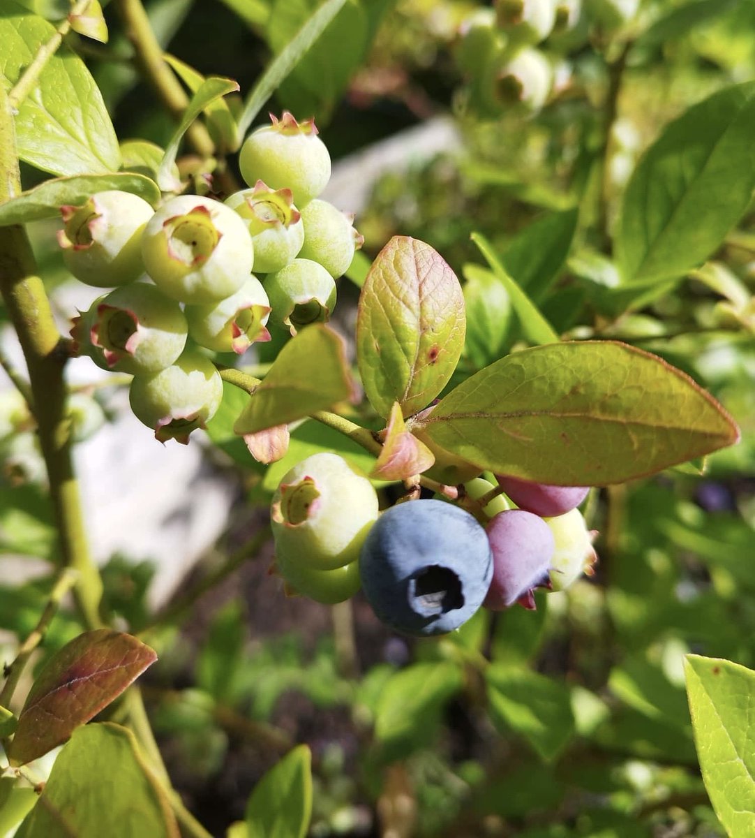 glaubeweiter's tweet photo. Die #Blaubeeren #Heidelbeeren beginnen zu #reifen Inzwischen oft in #Gärten Dennoch gibt es nichts #Schöneres als sie #wild im #Wald zu #pflücken und sie gleich zu #essen oder dann #zuhause #Gezuckert oder mit #frischer #Sahne Welch ein #Genuss #dnkgtt https://t.co/npdwZXuiaQ