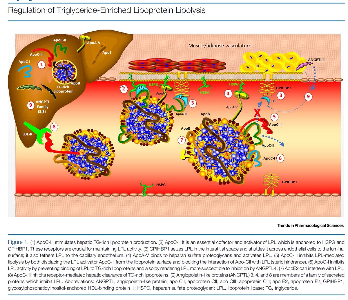 Thomas Dayspring (@drlipid) on Twitter photo An illustration of mine showing the lipolytic complexities of TG-containing VLDL-apoB particles in a 2018 manuscript. linkinghub.elsevier.com/retrieve/pii/S… <a href="/nationallipid/">National Lipid Association</a> <a href="/society_eas/">European Atherosclerosis Society</a> An illustration of mine showing the lipolytic complexities of TG-containing VLDL-apoB particles in a 2018 manuscript. linkinghub.elsevier.com/retrieve/pii/S… <a href="/nationallipid/">National Lipid Association</a> <a href="/society_eas/">European Atherosclerosis Society</a>