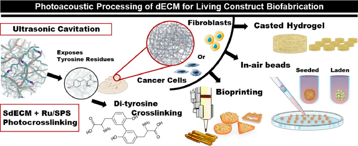 Professors Vitor Gaspar and Joao Mano: Photoacoustic processing of decellularized extracellular matrix for biofabricating living constructs <a href="/joaofmano/">João Mano</a> <a href="/Gaspar_Vm/">Vítor Gaspar</a> <a href="/ciceco_ua/">CICECO – Aveiro Institute of Materials</a> sciencedirect.com/science/articl…