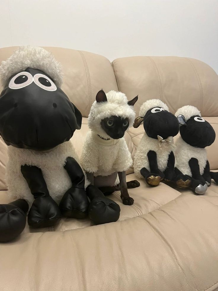 gato endeota ele pensa que é o shaun carneiro kkkkkkkk