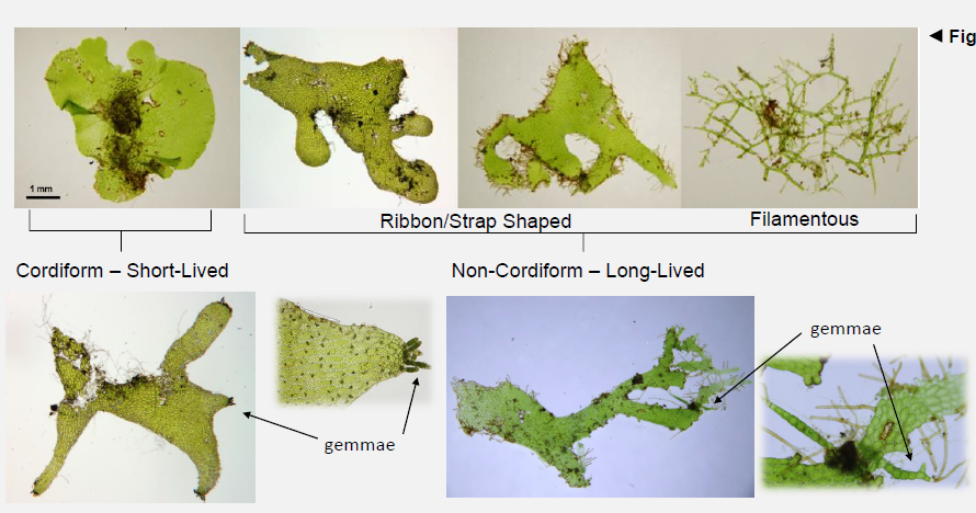 KuoFernLab's tweet photo. Abstract: https://t.co/dLhMCv3HRO
&amp; some cool results! https://t.co/sJTZO6iKzj