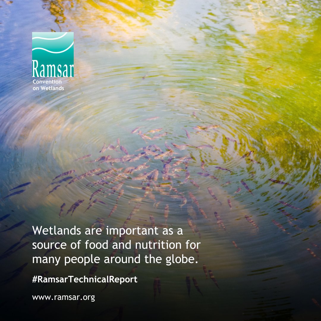 RamsarConv's tweet image. 🌿Embracing an ecosystem approach involves recognizing the dependence of health and wellbeing on “healthy wetlands” which can only be achieved through wise use, most often at a landscape and/or catchment scale.

Learn more: ramsar.org/document/scali…