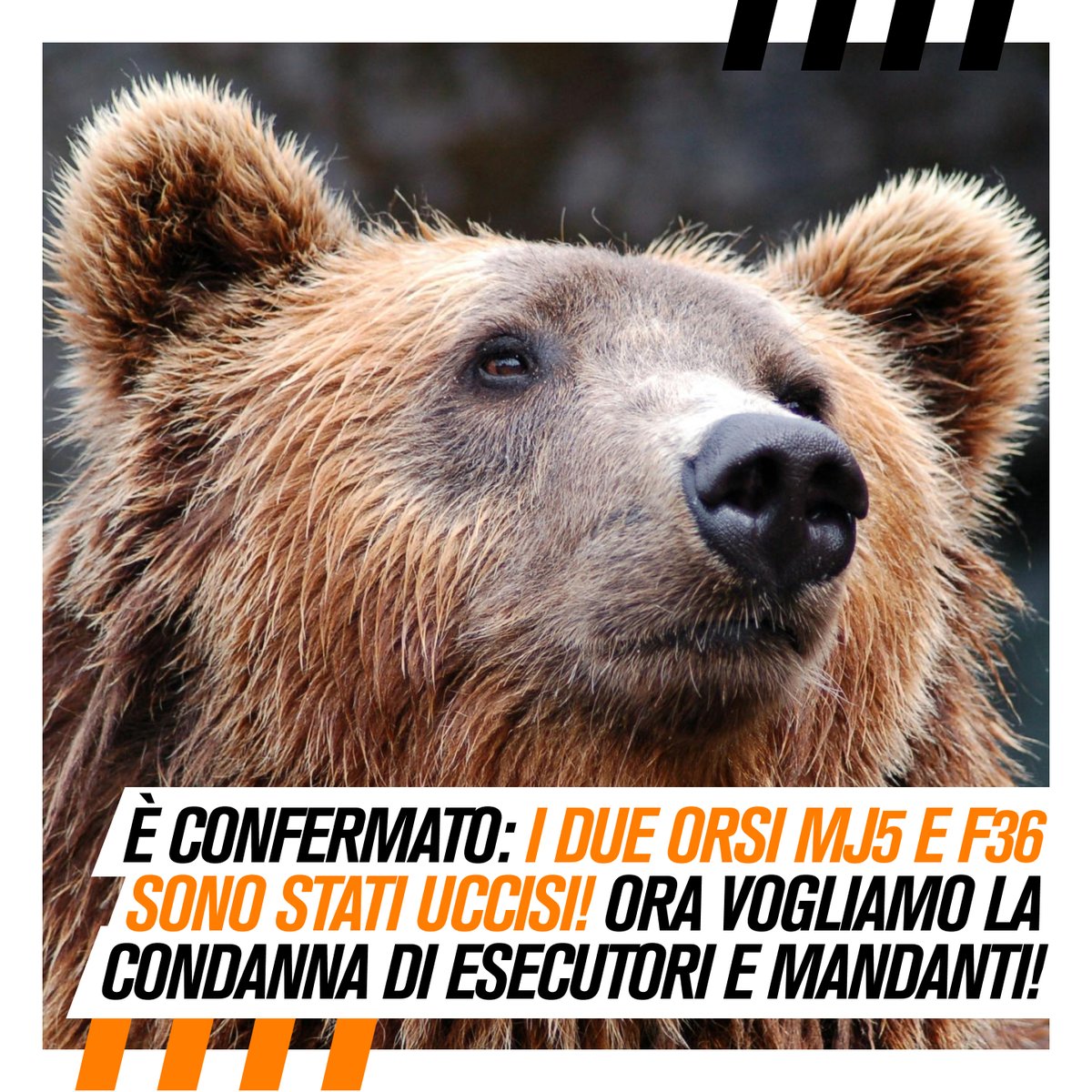 LAV_Italia's tweet image. E' confermato: i due orsi Mj5 e F36 sono stati uccisi!
Ora si passa alla denuncia: vogliamo la condanna di esecutori e mandanti per fermare la strage di orsi in Trentino!