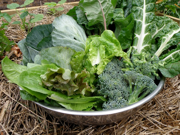 We Hope… Vegetable Gardens… Featured Plants… Seasonal Articles… Click the link to learn more in this week’s newsletter from Hoffmann Hillermann Nursery &amp; Florist: conta.cc/3S587fH