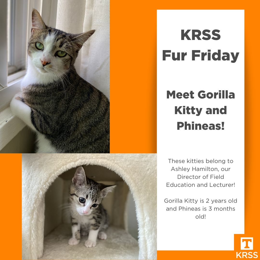 UTK_KRSS tweet media