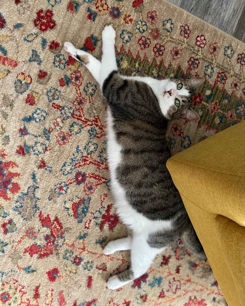 UTK_KRSS tweet media