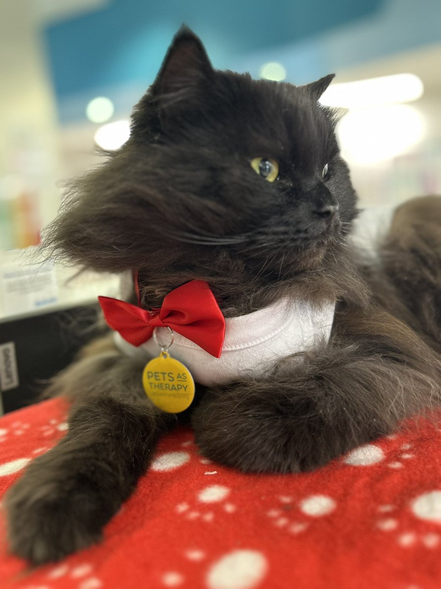meow_london's tweet photo. Friday with my friends at The Royal London Hospital πΎ
Sharing some cat joy around! πΈ
Iβm a registered πββ¬ with @PetsAsTherapyUK and I team up with @NHSBartsHealth & @BartsVolunteers
#cat #volunteering #therapycat #petsastherapy #catlove #catjoy #friday #pawsitivity #joy https://t.co/i6FIM1kLct