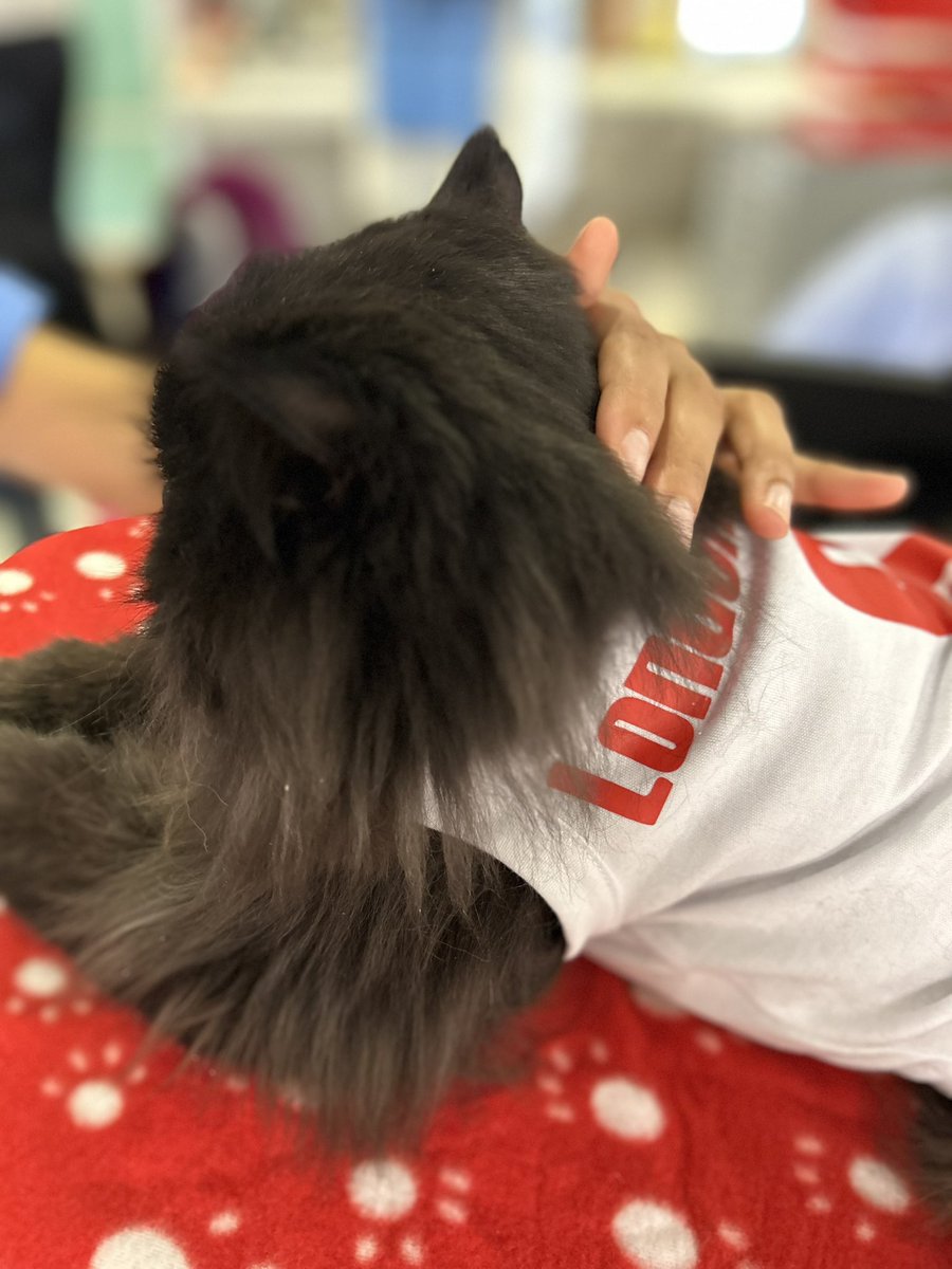 meow_london's tweet photo. Friday with my friends at The Royal London Hospital πΎ
Sharing some cat joy around! πΈ
Iβm a registered πββ¬ with @PetsAsTherapyUK and I team up with @NHSBartsHealth & @BartsVolunteers
#cat #volunteering #therapycat #petsastherapy #catlove #catjoy #friday #pawsitivity #joy https://t.co/i6FIM1kLct