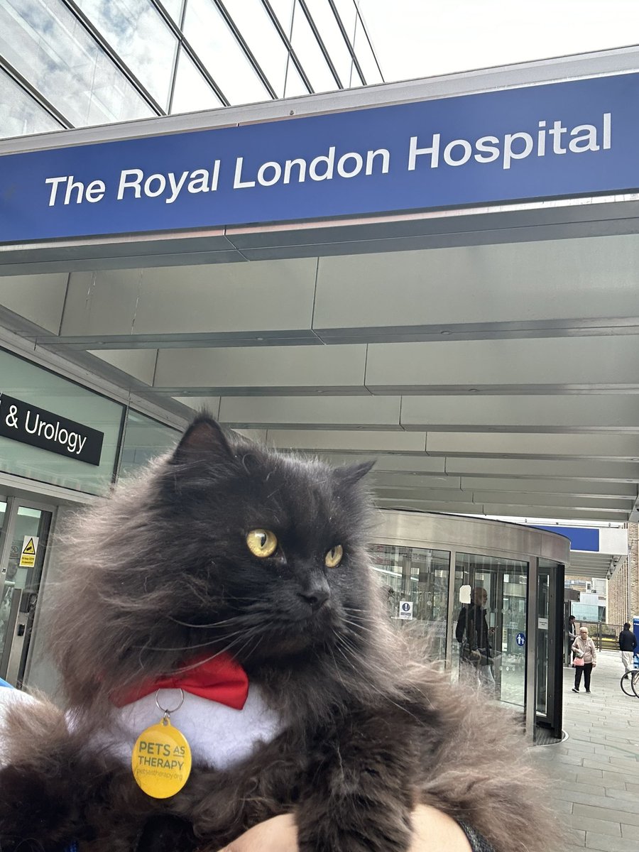 meow_london's tweet photo. Friday with my friends at The Royal London Hospital πΎ
Sharing some cat joy around! πΈ
Iβm a registered πββ¬ with @PetsAsTherapyUK and I team up with @NHSBartsHealth & @BartsVolunteers
#cat #volunteering #therapycat #petsastherapy #catlove #catjoy #friday #pawsitivity #joy https://t.co/i6FIM1kLct