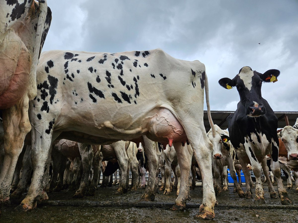 Dairy Direct Ltd tweet media