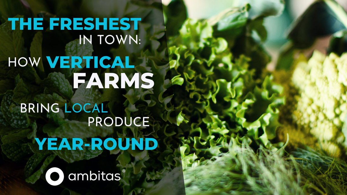 ambitas's tweet image. forget the seasons, vertical farming keeps your produce fresh 24/7. check our newest blog post and discover how you can enjoy local veggies anytime!

check here: ambitas.org/blog/the-fresh…

#iot #internetofthings #iotengineering #urbanfarming #verticalfarming #iotcompany #iotsensors