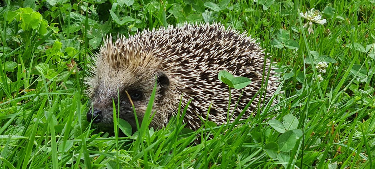 airavate's tweet photo. Made a little hedghog friend today! https://t.co/07qii7Xocx