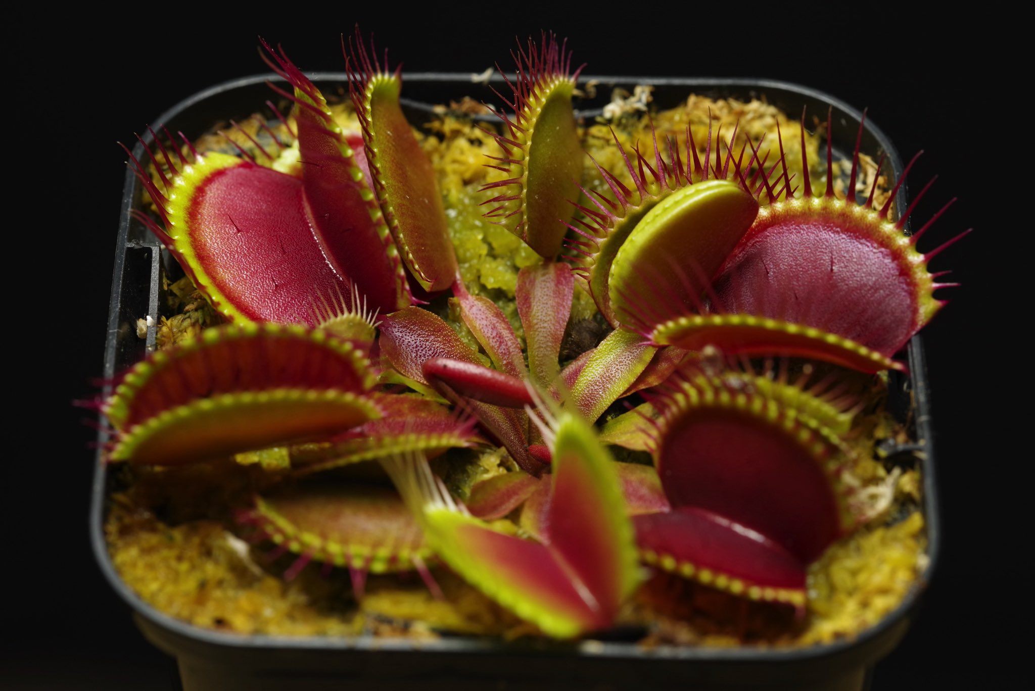 ノーラン・アレナド／”サイクルヒット” ボブルヘッド人形 ノーラン・アレナド／”サイクルヒット” ボブルヘッド人形 ノーラン