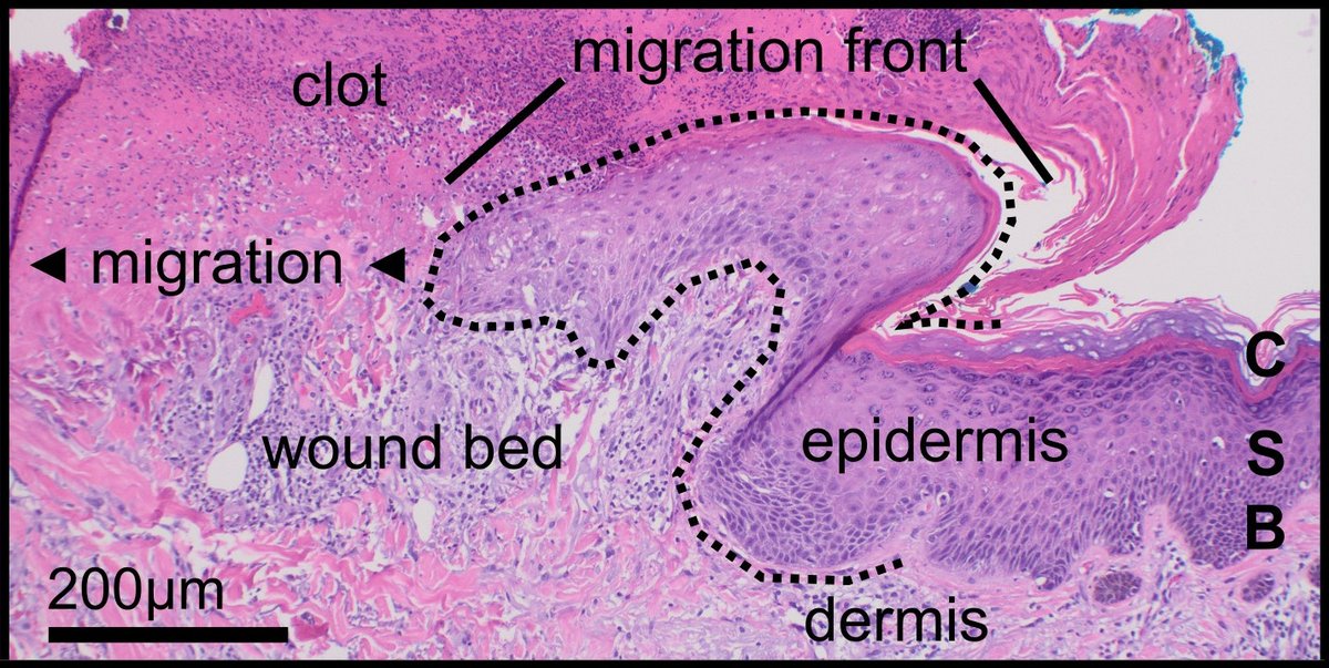 Benjamin Nanes tweet media