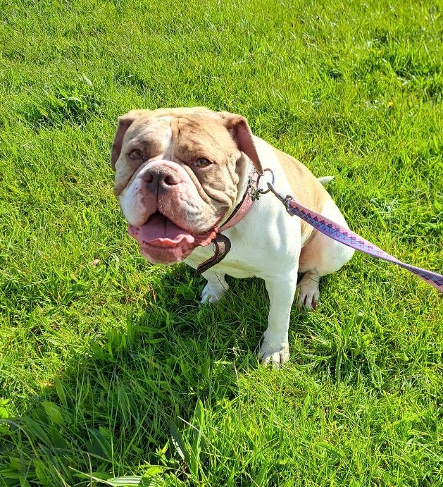 Please retweet to help Freya find a home #BIRKENHEAD #LIVERPOOL #UK  
AVAILABLE FOR ADOPTION FROM A COUNCIL POUND✅
NOW TAKING APPOINTMENTS FOR FREYA – PLEASE CALL 0151 556 1220 TO SPEAK WITH STAFF AND MAKE AN APPOINTMENT ***  
BREED/AGE/COLOUR:  #Alapaha Bulldog, 4 years and