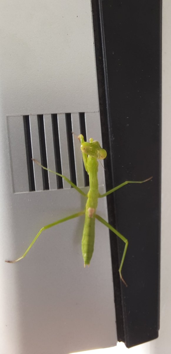 DinVB663's tweet photo. I love these little effers! I kinda forced her across the ring doorbell so they could see it also🤣#Shelived https://t.co/KfREg4DVgQ