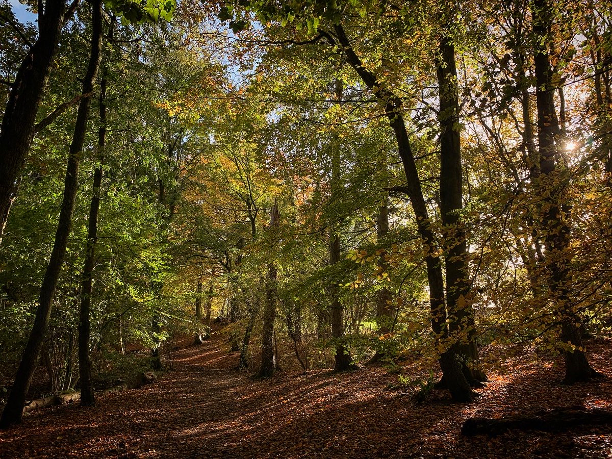 ShropCouncil's tweet photo. We've a great opportunity for an apprentice to join our Tree Team and contribute to the important work we do in maintaining and enhancing the tree resource of Shropshire.

Deadline for applications is 28 July 2024.

Find out more and apply: https://t.co/t0yrs6ajA3 https://t.co/dPv3pB7rx9
