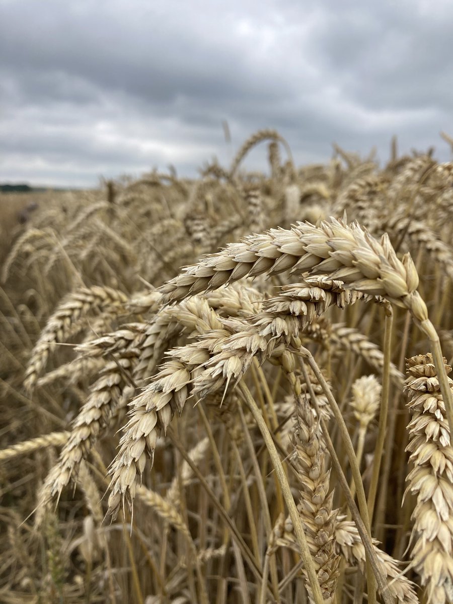 BONNIN1402's tweet photo. Un coucou pour Jérôme D. @SaatenUnionFr qui avait découvert nos terres à cailloux des Plateaux de Bourgogne avec #Chevignon en 2018…
Re-belote aujourd’hui avec la même variété à Chablis pour une récolte imminente. https://t.co/IhhJZY8pC2