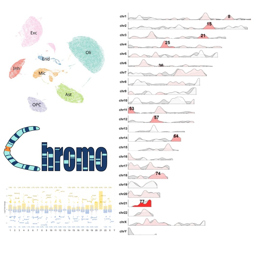 Introducing Chromo, our new package for performing differential analysis in chromosome regions. Chromo works with any type of quantitative data, including RNA-seq, single-cell RNA-seq, ATAC-seq, ChIP-seq, and more. It will be available soon