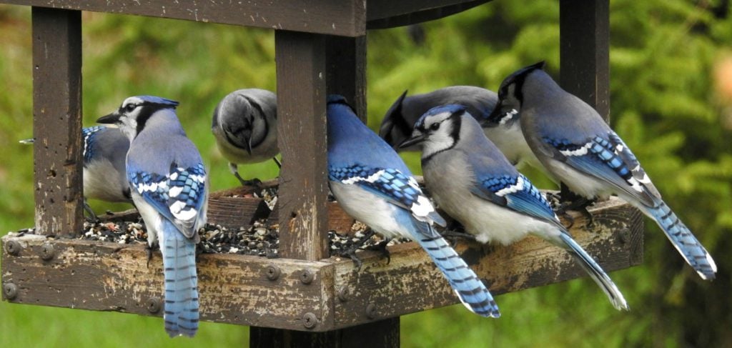 DailyCorvids's tweet photo. Let's eat GOOD today! https://t.co/ogEs0nGCnj