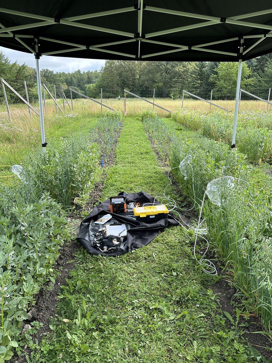 _BenjaminFuchs's tweet image. #VOCs collection of oat in our #intercropping test field with different #soil conditions.