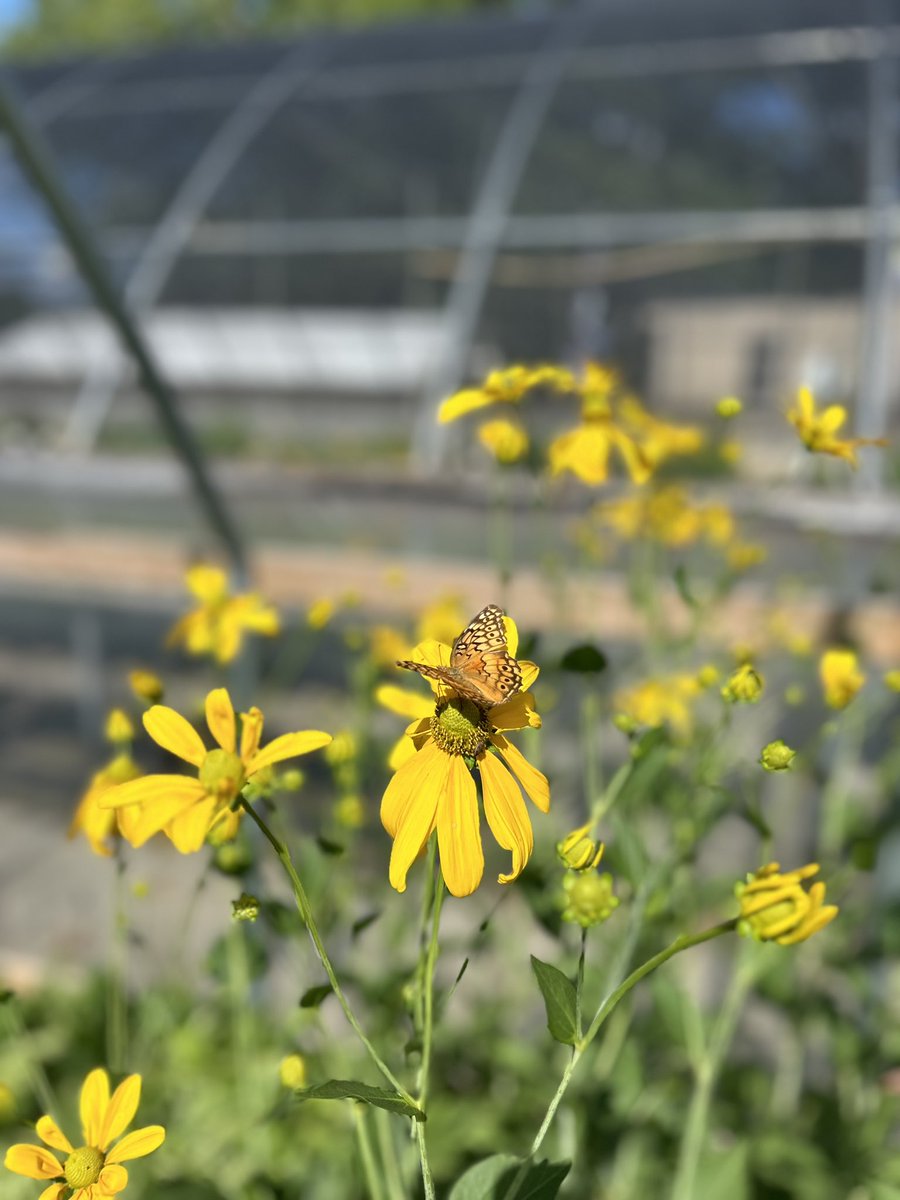 Camp Creek Native Plants (@ccnativeplants) on Twitter photo 