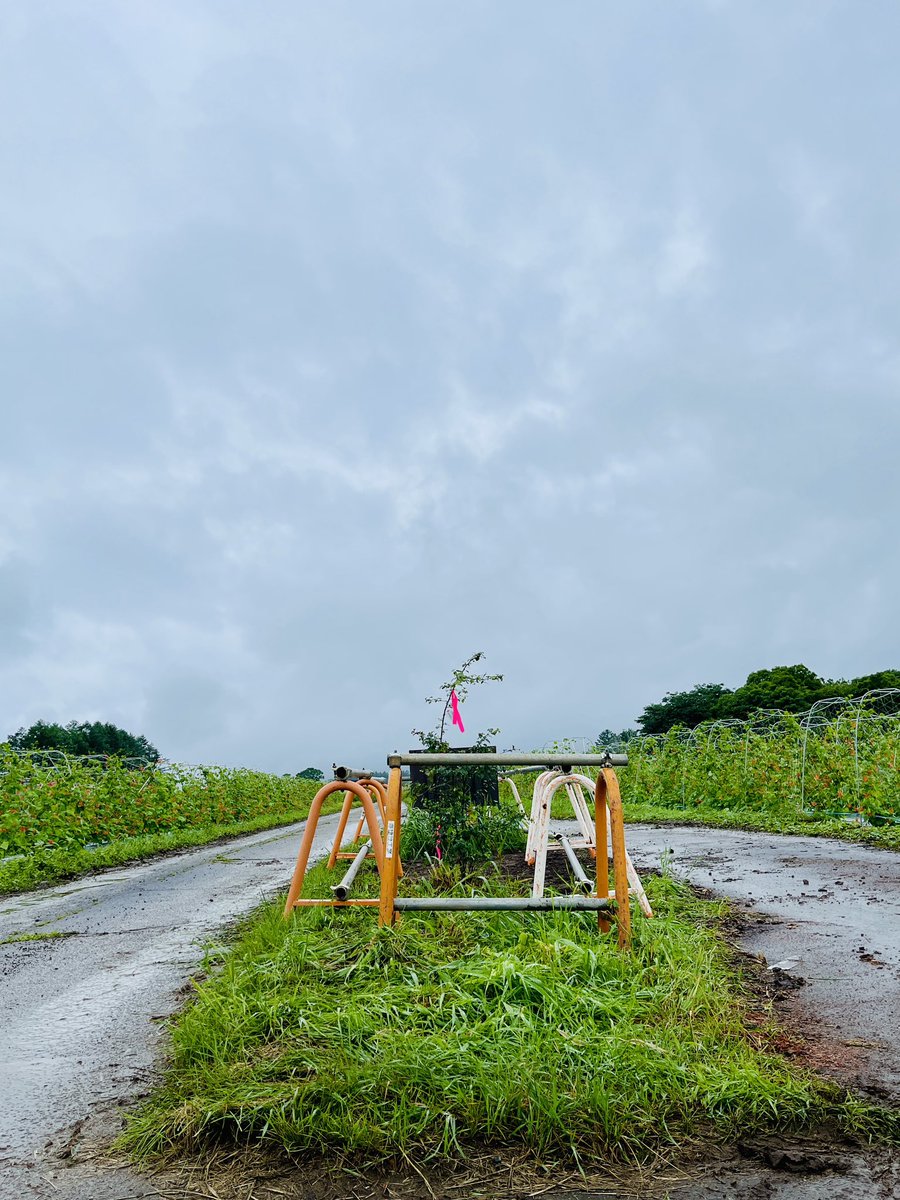 tawan_com's tweet photo. いつも変わらず当たり前のように存在していたやまなしの木がなくなり、心にぽっかり穴が空いたような感覚。今朝見に行くと小さな苗木が植えられておりました。世代を越えいずれ見応えのあるやまなしの木に育って欲しいですね https://t.co/WqBh9uJc8y