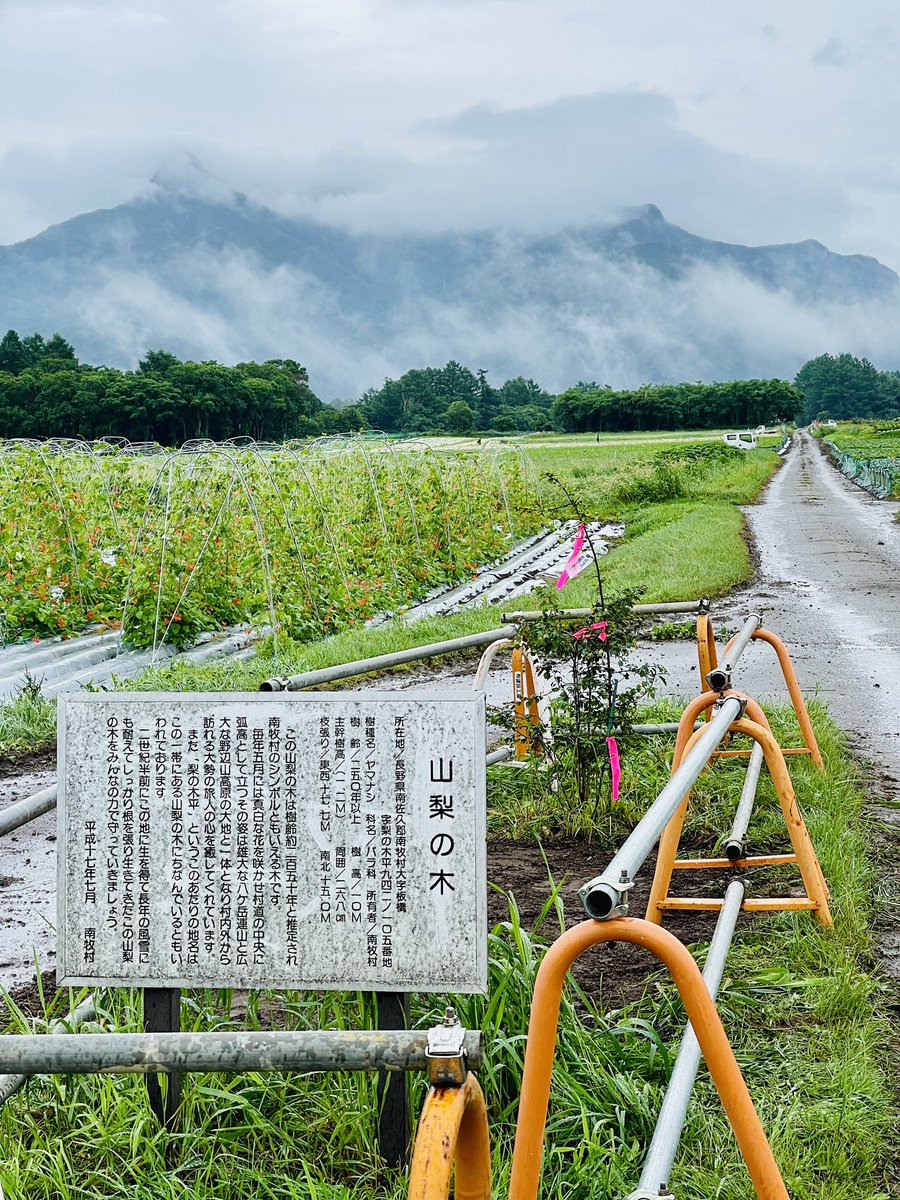 tawan_com's tweet photo. いつも変わらず当たり前のように存在していたやまなしの木がなくなり、心にぽっかり穴が空いたような感覚。今朝見に行くと小さな苗木が植えられておりました。世代を越えいずれ見応えのあるやまなしの木に育って欲しいですね https://t.co/WqBh9uJc8y