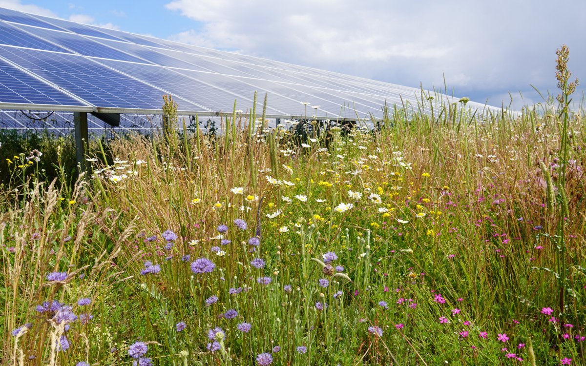 offenlandinfo (@offenlandinfo) on Twitter photo Besichtigungen der Demonstratoren des Projekts #BIODIVSOLAR der <a href="/HSAnhalt/">Hochschule Anhalt</a> mit Austausch über Herausforderungen und Fallstricke bei der Etablierung von artenreichem Grünland in #Solaranlagen Besichtigungen der Demonstratoren des Projekts #BIODIVSOLAR der <a href="/HSAnhalt/">Hochschule Anhalt</a> mit Austausch über Herausforderungen und Fallstricke bei der Etablierung von artenreichem Grünland in #Solaranlagen