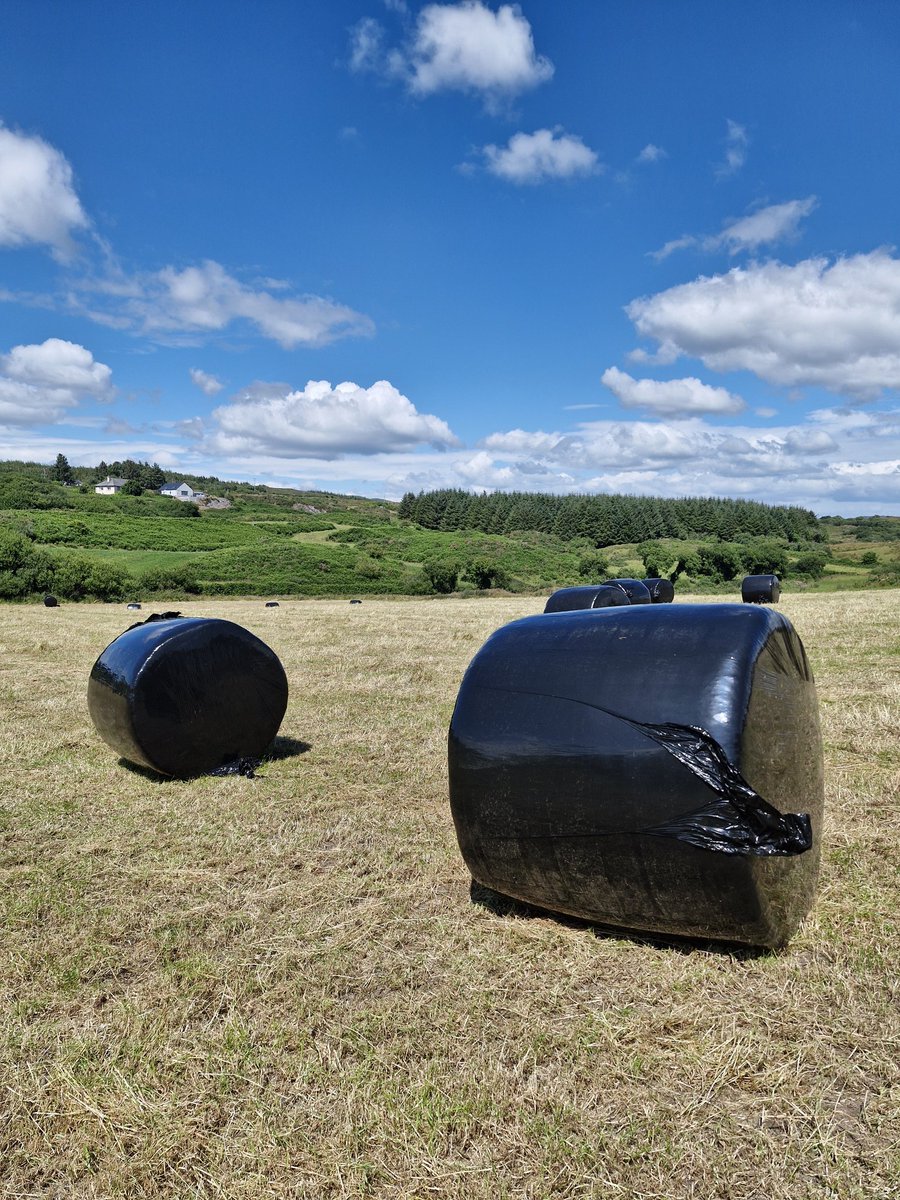 Patrick Mc Carthy tweet media