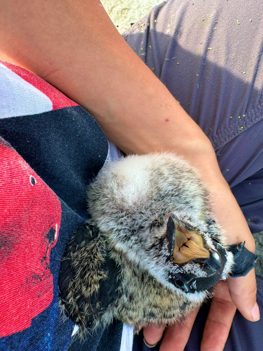 Have you seen anything cuter than #razorbill chicks? Doing productivity of these little guys 🥚 🐣 #teamauk #seabird