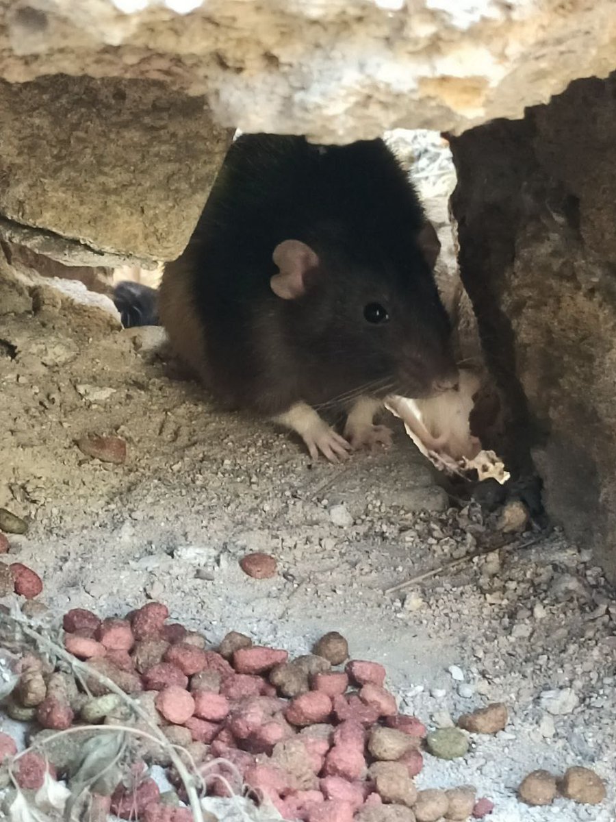 Як згодом з'ясувалося, їх туди приносила якась дівчина. Казала, що це її пацюки, що вона їм там ( на заброшці) читає вірші, співає пісні, та розповідає казки . Думає, що їм місце "на волі"🫠
Поки що відомо, що після того як дівчата забрали всіх щурів, вона нових не приносила