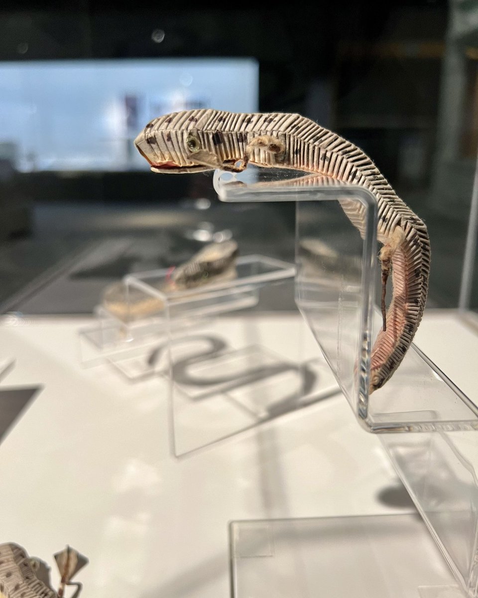 展示場にヘビとヤモリが！ 実はこれ、戦前のころまで住吉大社の周辺で