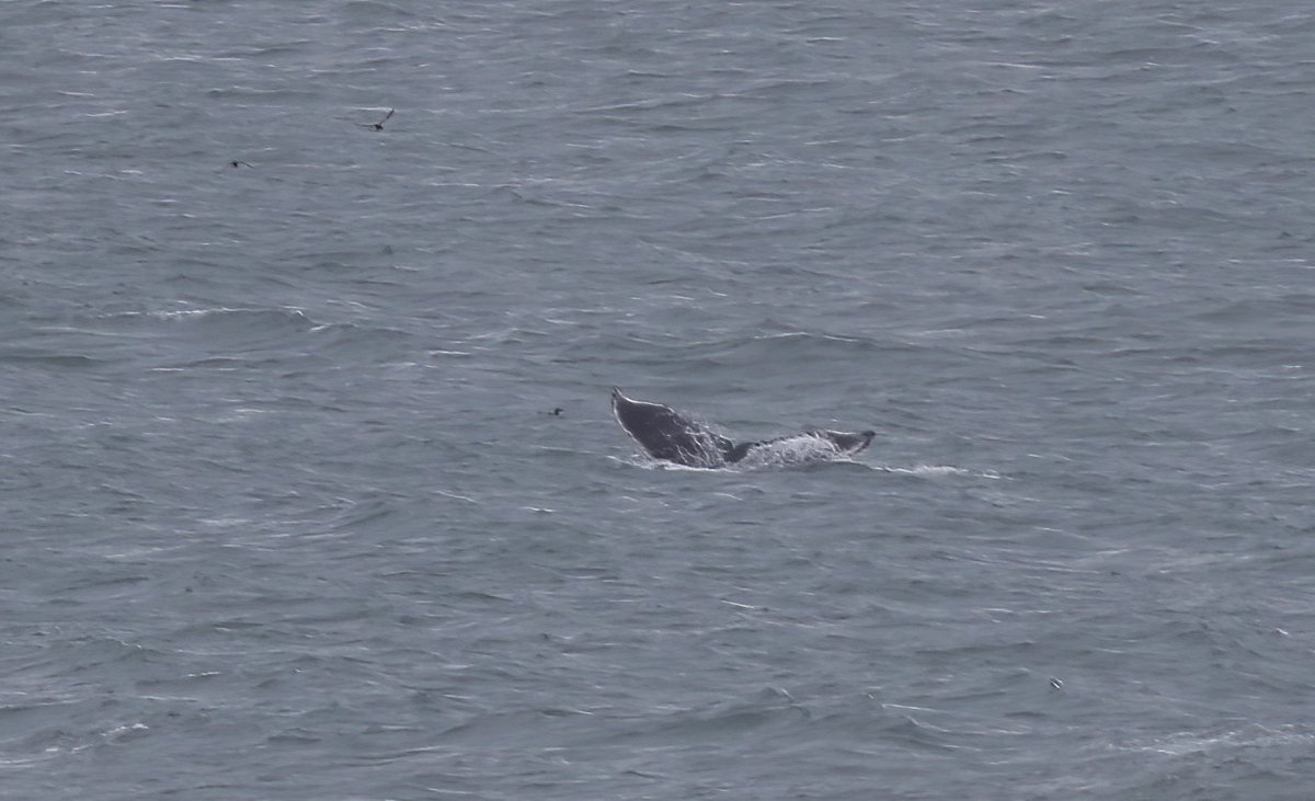 Cracking start to my <a href="/FlamboroughBird/">Flamborough Bird Observatory</a> seawatch season. Humpback Whale feeding off the Observatory for 80 minutes &amp; a Minke Whale further offshore. Also Storm Petrel flew north, the first juvenile Caspian Gull of the 'autumn', four Arctic Skuas &amp; a Hobby in off.