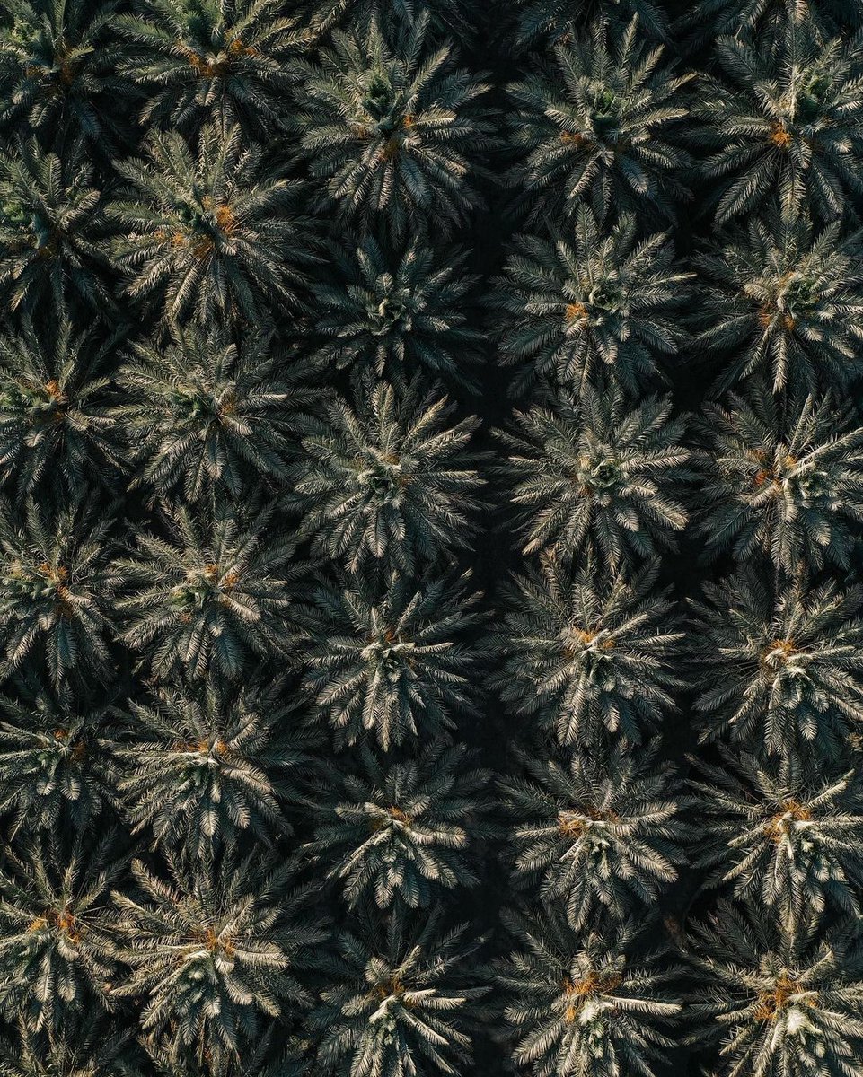 Iranland7's tweet image. نخلستان کرمان

📸 : Majid zahedi