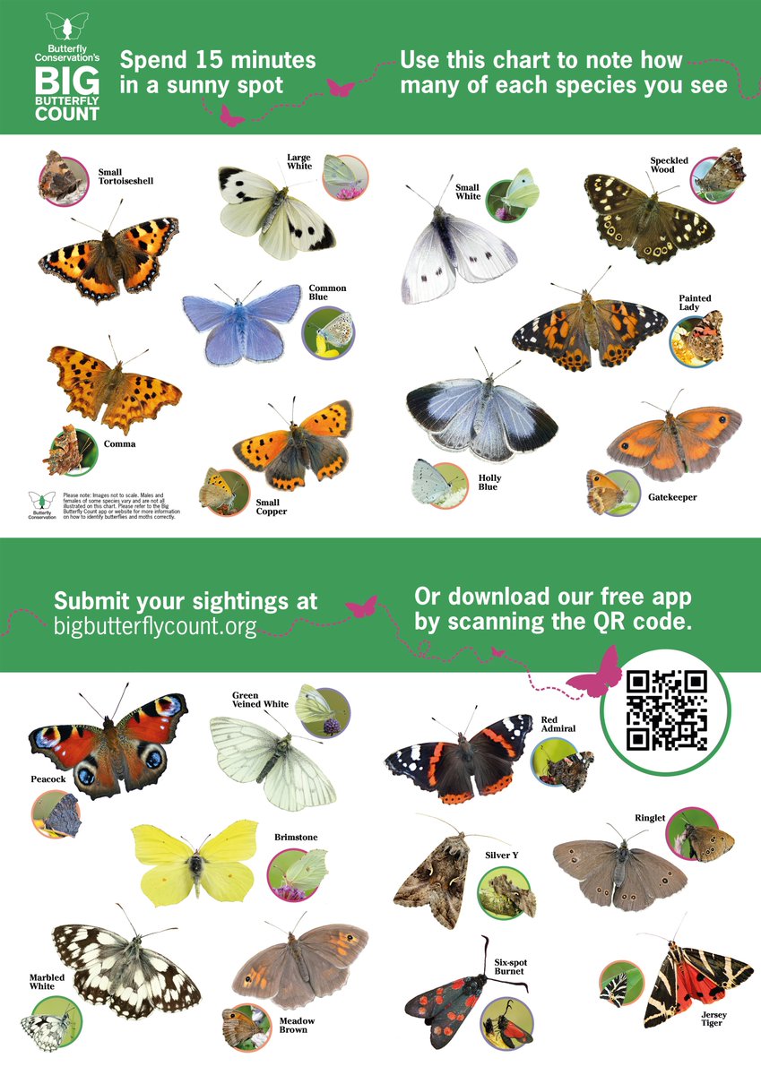 savebutterflies's tweet photo. Planning to get involved with our #BigButterflyCount but need a helping hand in identifying which butterflies and moths you're spotting? ๐ฆ ๐
Use our handy ID guides for England, Wales, Scotland and Northern Ireland!
Download them and take part here ๐ https://t.co/mtv6gZ0dPN https://t.co/wtxCDuIvau
