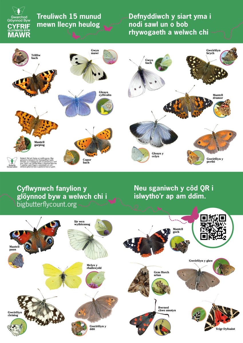 savebutterflies's tweet photo. Planning to get involved with our #BigButterflyCount but need a helping hand in identifying which butterflies and moths you're spotting? ๐ฆ ๐
Use our handy ID guides for England, Wales, Scotland and Northern Ireland!
Download them and take part here ๐ https://t.co/mtv6gZ0dPN https://t.co/wtxCDuIvau