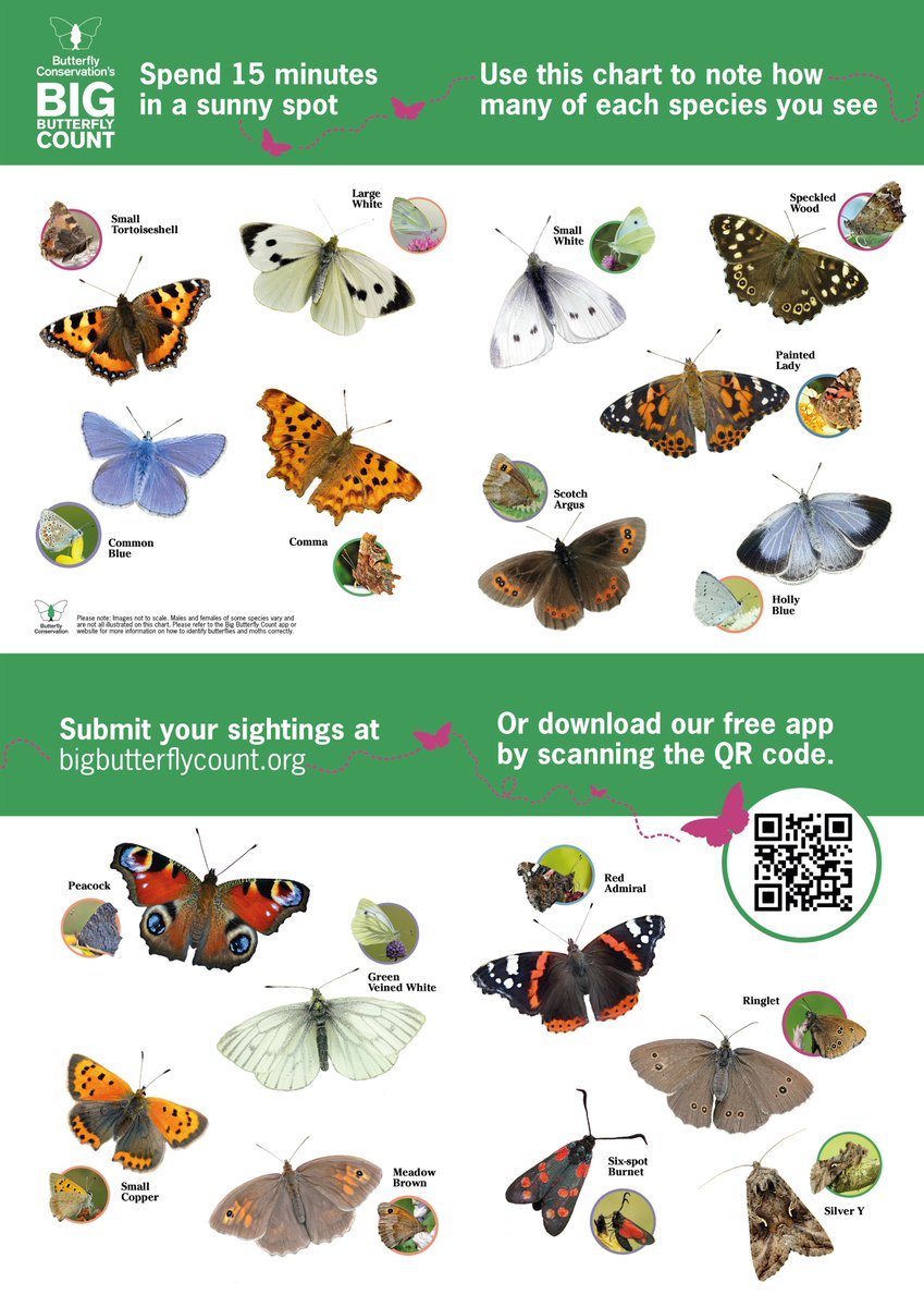 savebutterflies's tweet photo. Planning to get involved with our #BigButterflyCount but need a helping hand in identifying which butterflies and moths you're spotting? ๐ฆ ๐
Use our handy ID guides for England, Wales, Scotland and Northern Ireland!
Download them and take part here ๐ https://t.co/mtv6gZ0dPN https://t.co/wtxCDuIvau