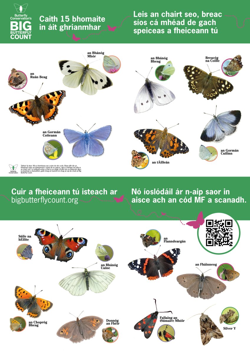 savebutterflies's tweet photo. Planning to get involved with our #BigButterflyCount but need a helping hand in identifying which butterflies and moths you're spotting? ๐ฆ ๐
Use our handy ID guides for England, Wales, Scotland and Northern Ireland!
Download them and take part here ๐ https://t.co/mtv6gZ0dPN https://t.co/wtxCDuIvau