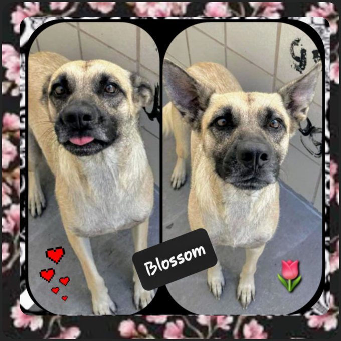 rothfarms's tweet photo. 🚨❤️🩹🆘️⏰️#SaveBlossom To Be KILLED TODAY ⏳ at noon 🖤
🆘️FOSTERS Contact CORPUS CHRISTI ANIMAL CARE 📧 ccacsrescues@cctexas.com 📞 361-826-4630 https://t.co/KLmieSt0a8
