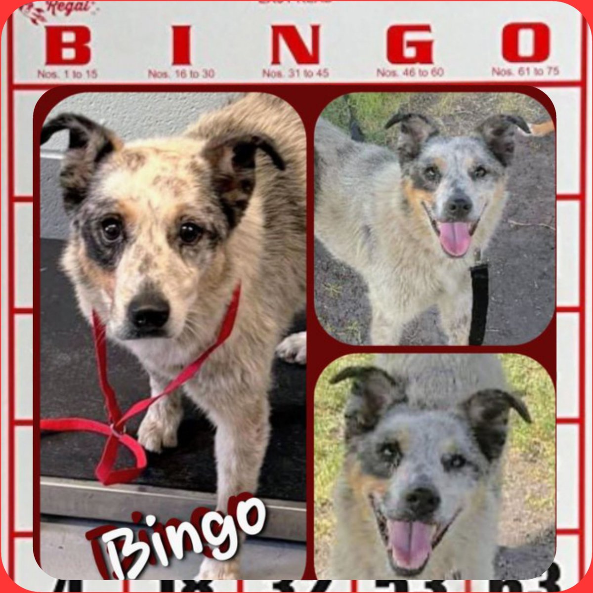 Pamela Roth (@rothfarms) on Twitter photo ⏰🚨URGENT ❤️🩹 BINGO DIES TODAY 🚨 #A368951 Only 3yo, 24 lbs of SWEET precious TINY scared and There is NO REASON to KILL 🖤😫
Please PLEDGE here for ResQ 🙏
ADOPT Bingo at CORPUS CHRISTI AC 📧 ccacsrescues@cctexas.com 📞 361-826-4630 ⏰🚨URGENT ❤️🩹 BINGO DIES TODAY 🚨 #A368951 Only 3yo, 24 lbs of SWEET precious TINY scared and There is NO REASON to KILL 🖤😫
Please PLEDGE here for ResQ 🙏
ADOPT Bingo at CORPUS CHRISTI AC 📧 ccacsrescues@cctexas.com 📞 361-826-4630