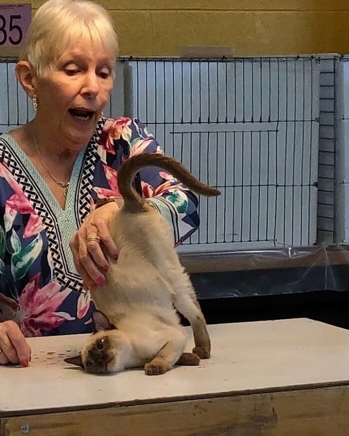 PunchingCat's tweet image. mmm good scratches