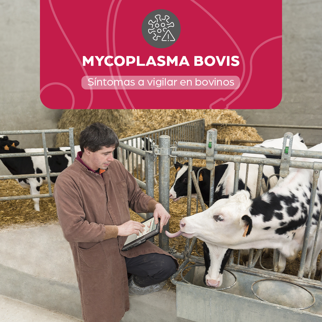 enNovillasEsp's tweet photo. 🧫Fiebre,  pérdida de apetito, tos y secreción nasal son algunos síntomas de #MycoplasmaBovis
    📡La monitorización del ganado es esencial para actuar rápidamente y tomar las medidas necesarias. 
     👨🏽‍⚕️Un veterinario de confianza es tu mejor aliado   #SaludAnimal #VacunodeLeche