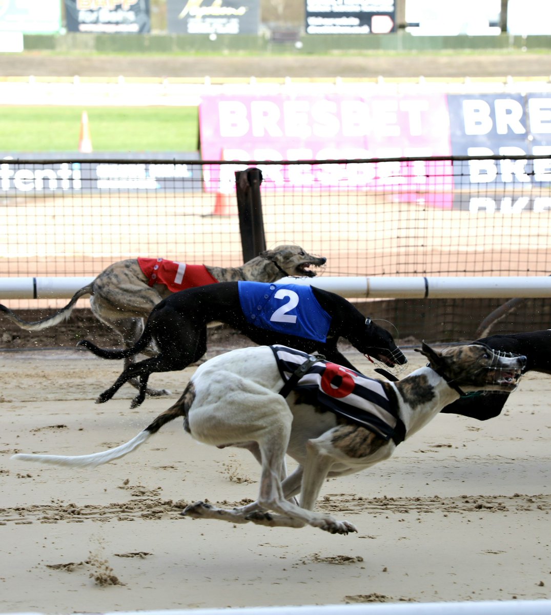 OwlertonStadium's tweet photo. Speed unleashed on the track 🏁 

#owlerton #greyhoundracing #sheffield #liveracing #sheffieldevents https://t.co/L8JxDLz4aK