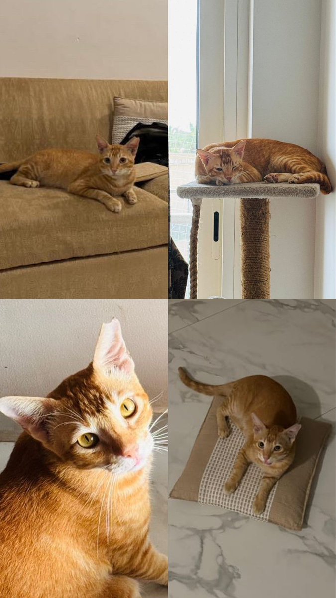syahiunboxed's tweet photo. ADOPTION ALERT! 

This is Adrak and he is looking for his forever home (fosters are welcome too)!
He is the cuddliest cat with the sweetest sounding meows. Rescued as he was being attacked. Dewormed, neutered, and vaccinated.
To adopt him, please WhatsApp 
+91-9814502899 https://t.co/iEhbJbQ3Hk