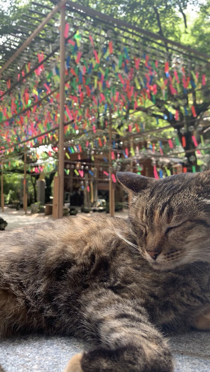 myruk0's tweet photo. 可愛かった〜🐈🎐 #如意輪寺 https://t.co/vmZcE1MqXb