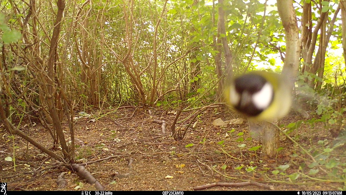 Camera trapping from <a href="/noordinarypark/">Queen Elizabeth Olympic Park</a> from last year as part of <a href="/LondonHogWatch/">LondonHogWatch</a> has thrown up some cool images including a mystery beast! Sad that there were no hedgehogs though <a href="/UCLCBER/">UCL Centre for Biodiversity & Environment Research</a> <a href="/UCLEast/">UCL East campus</a>