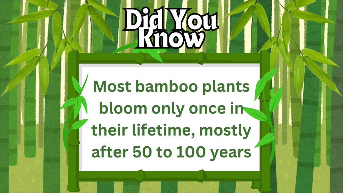 GraceExplores's tweet photo. Did You Know ! ๐
#DidYouKnow #facts #fact #factual #FunFacts #funfact #interesting #kidsbook #kidsbooks #parenting #Parents #kidlit #parentingtips #kidsactivities #LearnFromNature #LearningJourney #letscreate #letsconnect #bamboo #NatureisAmazing #BookTwitter #bookreviews #book https://t.co/AeamEjqrES